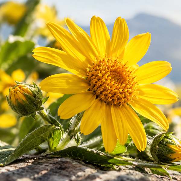 Flor de árnica en la montaña